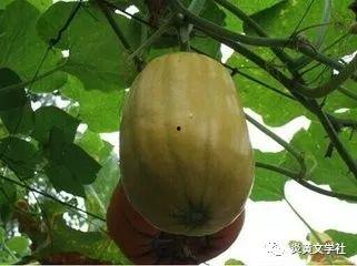 搅瓜可以吃吗,美味可口的天然食材，你了解多少？