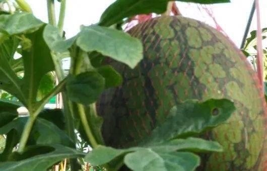 农场妇女吃瓜,西瓜盛宴