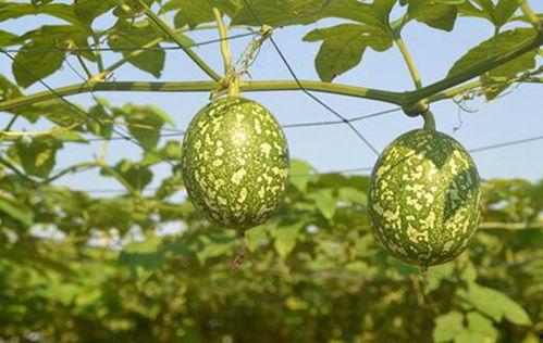 熟吊瓜怎么吃,解锁美味新体验