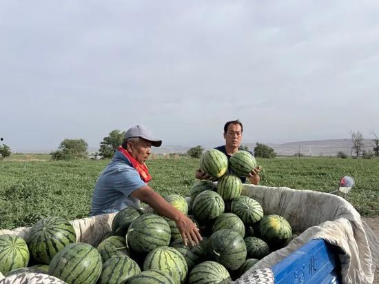 吃瓜的季节表现,夏日吃瓜指南