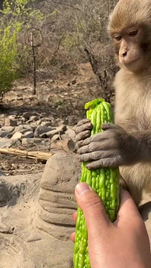 猴子吃瓜结尾,一场欢乐的夏日奇遇