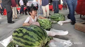 蒙城吃瓜事件,一场引发全民热议的网络狂欢