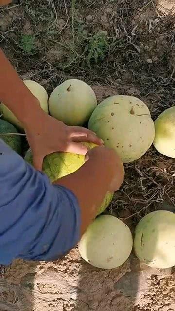 吃打野的瓜,揭秘吃打野的神秘世界