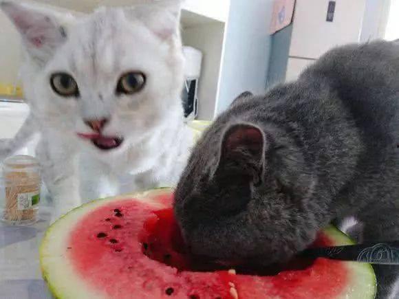 毛猫吃瓜,揭秘宠物界的趣味生活瞬间