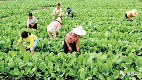 福清渔溪吃瓜,夏日炎炎，吃瓜解暑乐无边