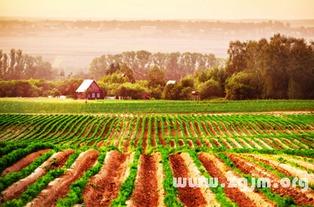 梦见庄稼地吃瓜,庄稼地吃瓜的奇妙寓意