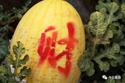 蠡县辛兴吃瓜,瓜香四溢的夏日美食之旅