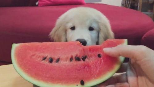 吃瓜金毛狗,揭秘宠物界的“网红”传奇