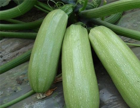 西 瓜可以怎么吃,解锁夏日清凉新吃法