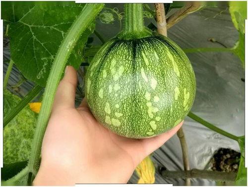 瓜弟的小基地吃瓜合集,吃瓜合集大揭秘，笑料百出，精彩纷呈