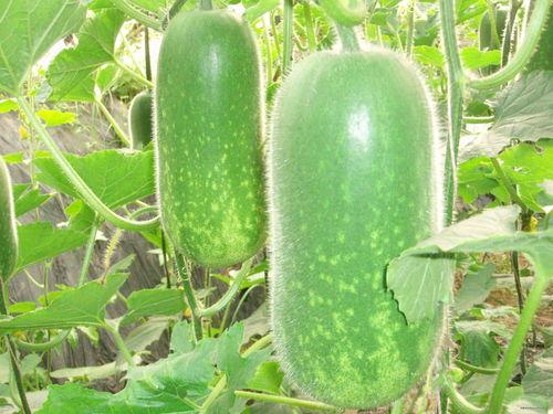 瓜哥吃瓜北方与南方,瓜哥带你吃瓜南北风土人情