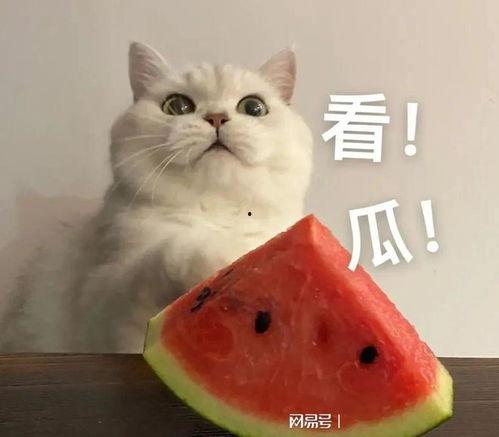 女生怀孕吃大瓜,大瓜的孕期魅力与营养解析