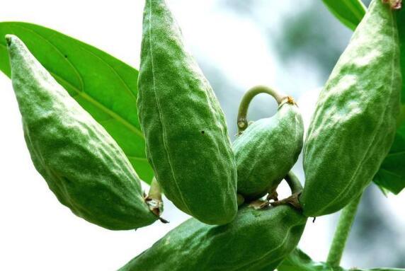 小秋吃角瓜视频,趣味横生美食体验