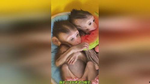 吃瓜动物可爱瞬间,捕捉吃瓜动物的萌态瞬间