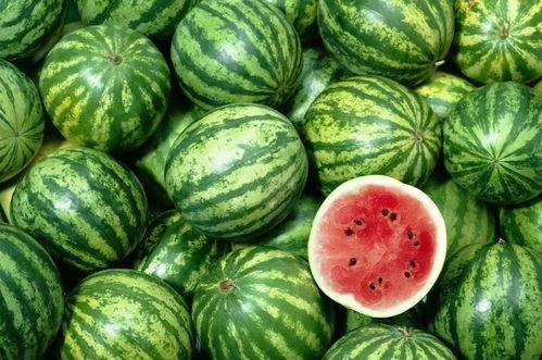 吃西瓜的瓜托,探寻西瓜的秘密世界