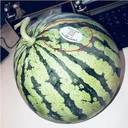 网红星空吃瓜,揭秘吃瓜群众的狂欢盛宴