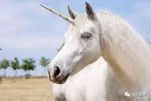 独角兽吃瓜群是什么意思