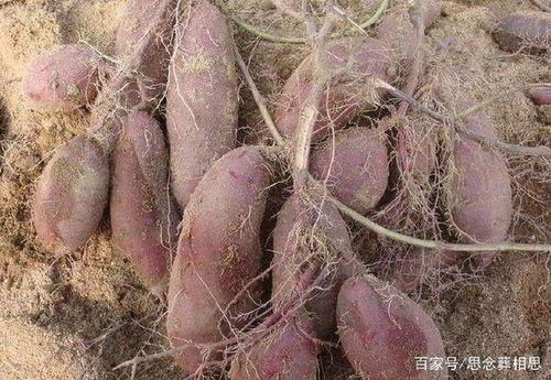 猹吃瓜地瓜,一场奇妙的味蕾之旅