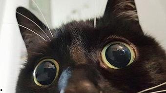 眼睛瞪得像铜铃抖音吃瓜,抖音吃瓜达人揭秘网络热点背后的真相