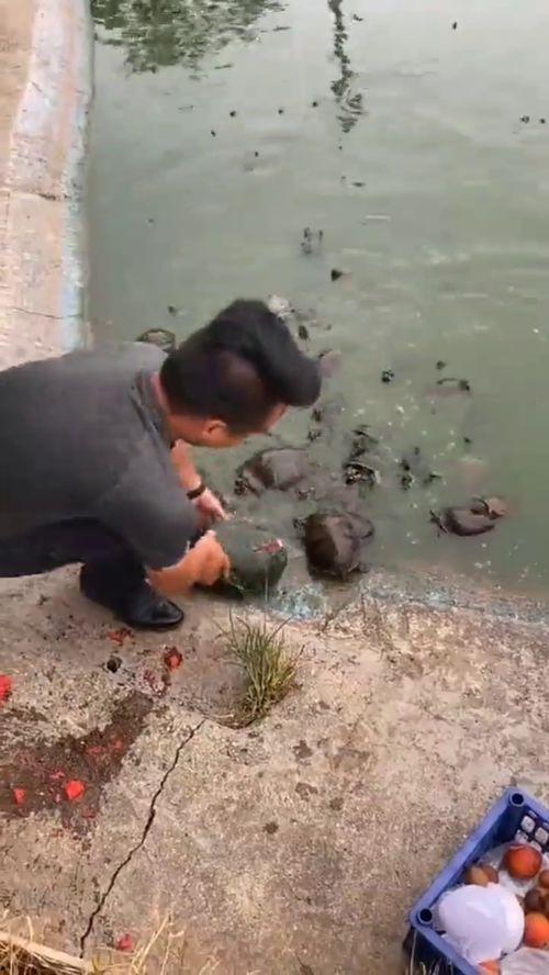 带你吃瓜乌龟跳舞,带你领略乌龟跳舞的趣味瞬间