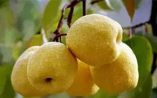 减脂期吃梨瓜,清爽低卡，健康美味两不误