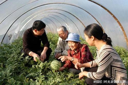 新疆农村吃瓜视频,一场视觉与味蕾的盛宴