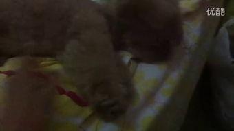 姐姐吃瓜视频集锦,吃瓜视频集锦大放送