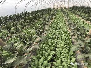 老魏瓜如何吃,解锁夏日清新美味新境界