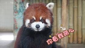 阿米阿吃瓜,揭秘娱乐圈背后的那些事儿