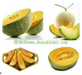 胃病患者可以吃蜜瓜吗,胃病患者适宜食用蜜瓜的探讨