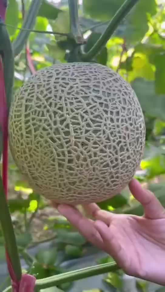 蜜瓜可以连皮吃,尽享天然美味