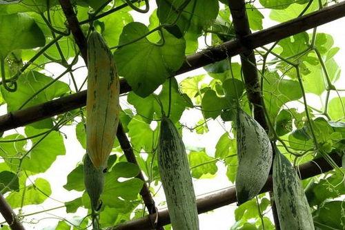 苏鼠瓜可以吃吗,能否安全食用之谜