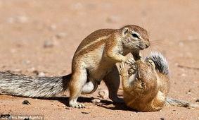 吃瓜松鼠揭秘,娱乐圈幕后真相大曝光  第1张