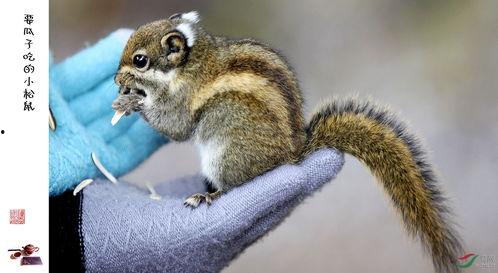 吃瓜松鼠揭秘,娱乐圈幕后真相大曝光  第2张