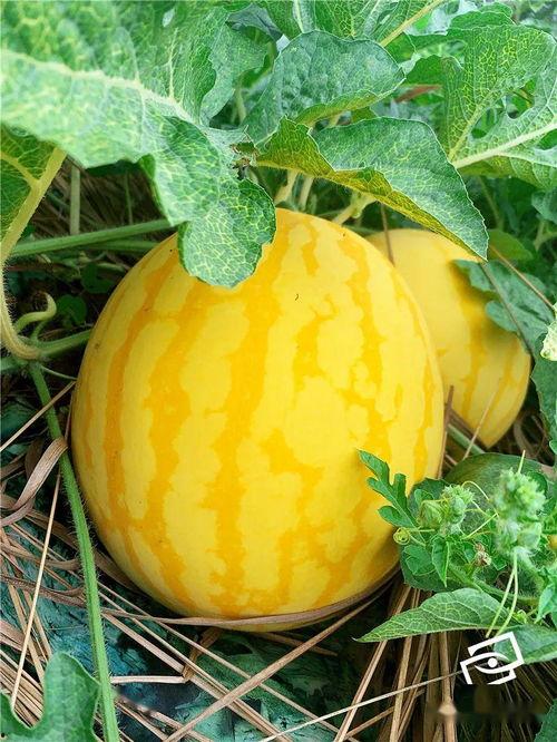 品牌吃瓜,揭秘网红食品背后的秘密  第1张