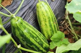 上网吃瓜啥意思  第3张