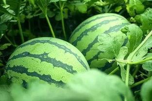 今日立秋吃瓜了没吃瓜了,你吃瓜了吗？  第2张