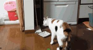 吃瓜猫咪特效视频,萌态百出，特效视频引网友爆笑  第2张