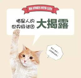 吃瓜猫咪特效视频,萌态百出，特效视频引网友爆笑  第3张