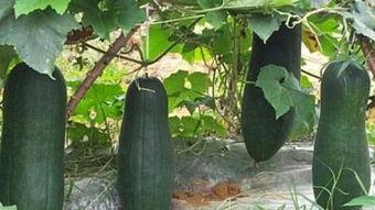 吃瓜说商业,吃瓜群众视角下的商业风云  第3张