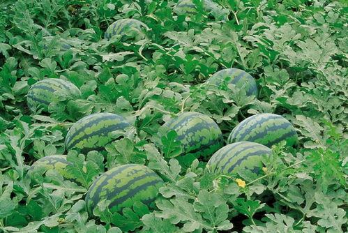 宁夏农村吃瓜视频,吃瓜视频展现田园生活魅力  第1张