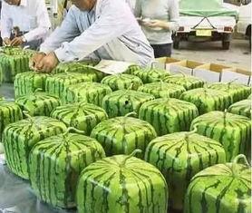 宁夏农村吃瓜视频,吃瓜视频展现田园生活魅力  第2张