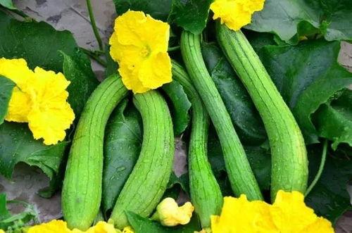 王净吃瓜,揭秘娱乐圈幕后故事  第3张