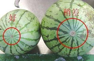 吃瓜小圈圈,网络舆论场中的趣味与真相  第1张