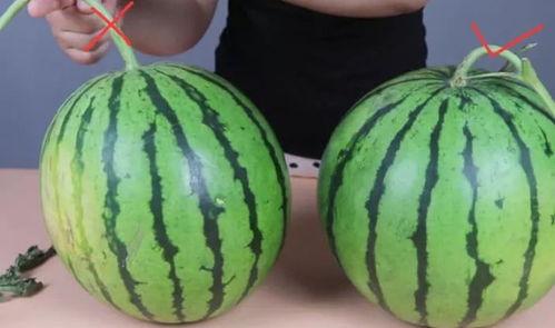 有人摘瓜就有人吃瓜,摘瓜与吃瓜的生态平衡  第1张