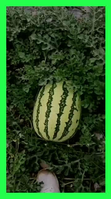 有人摘瓜就有人吃瓜,摘瓜与吃瓜的生态平衡  第3张