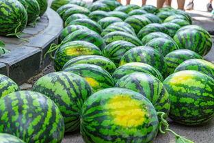 菊花吃瓜视频,揭秘网络热门视频背后的趣味与争议  第3张