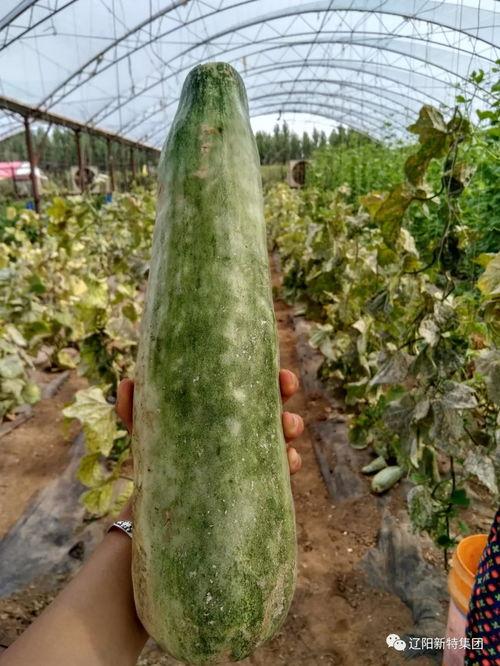 带你吃瓜地府,带你吃瓜体验阴间风味  第1张