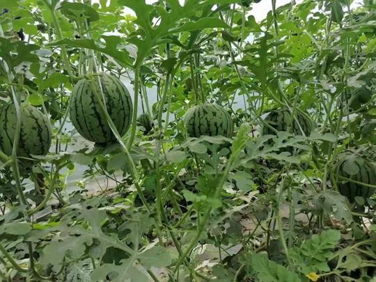 五一在线吃瓜,揭秘热门事件背后的真相  第3张