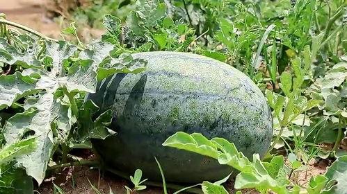 吃梦中情瓜声控  第1张